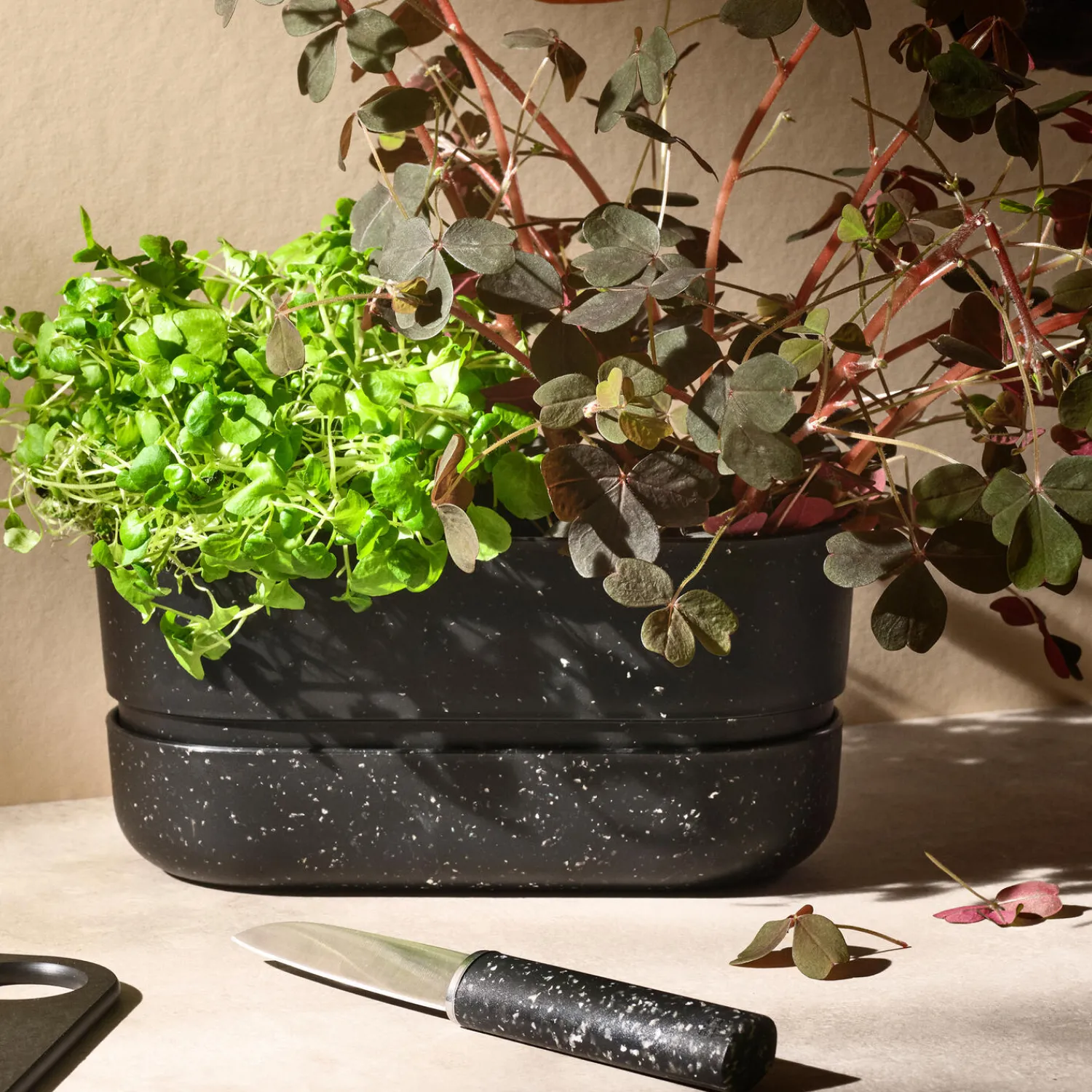 RIG-TIG Botanik * POT-IT urtekasse, black